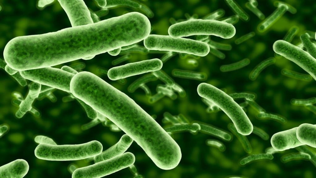 الجينات-البكتيريا-الكهرباء-1