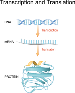الحمض النووي الريبوزي RNA