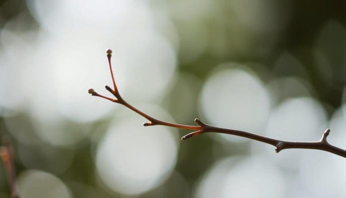 حكاية الغصن المرن