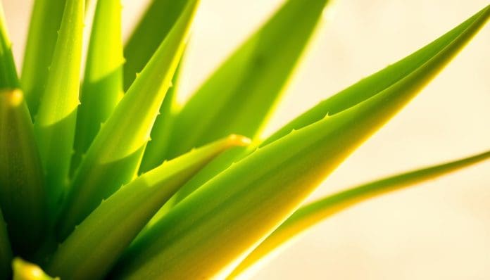 كيفية استعمال ألوفيرا