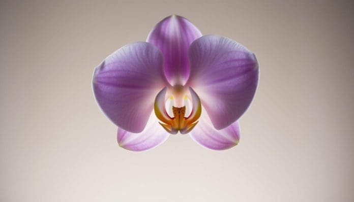 زهرة أوركيد