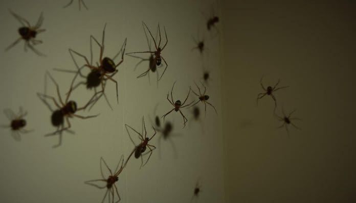 سبب وجود العناكب في المنزل