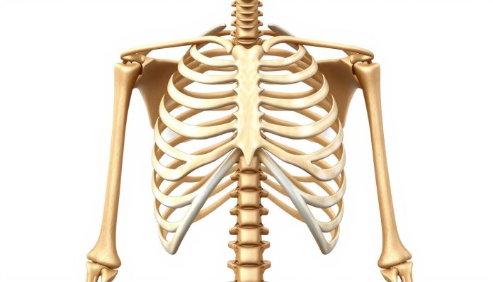 اضلاع قفص صدري