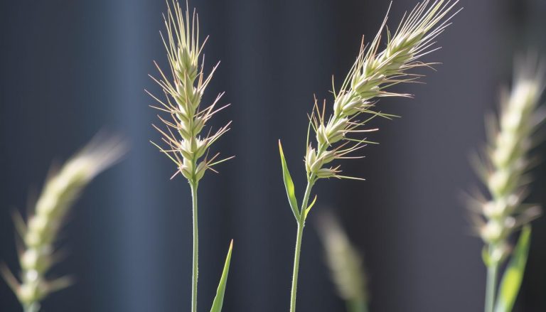 ما هي استخدامات نبات الشيلم (rye)؟