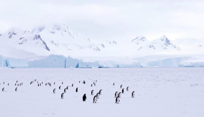 القارة بلا صحاري